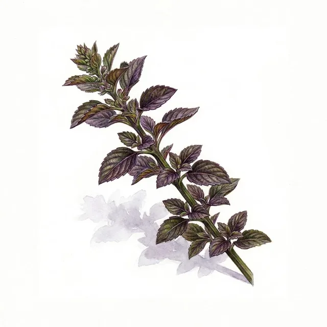 Tulsis Tulsi Mtule, illustration botanique