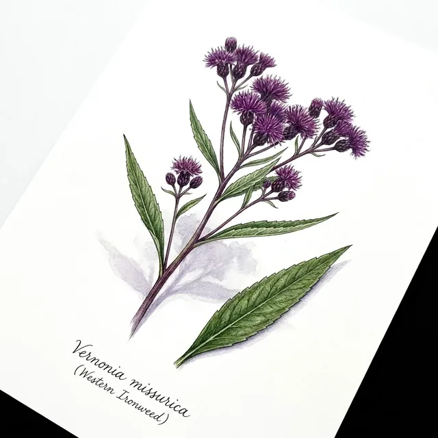 Vernonia missurica, illustration botanique