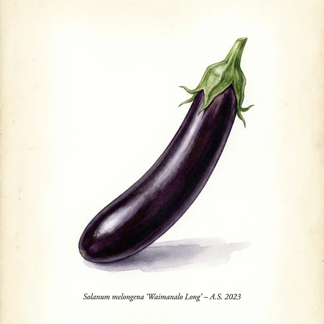 Waimanalo Long, illustration botanique