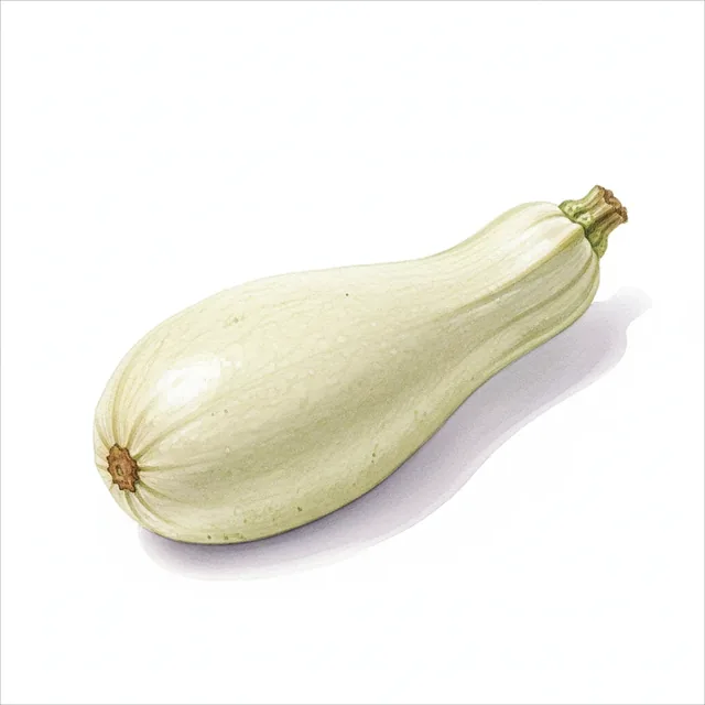Zucchinis Virginia White, illustration botanique